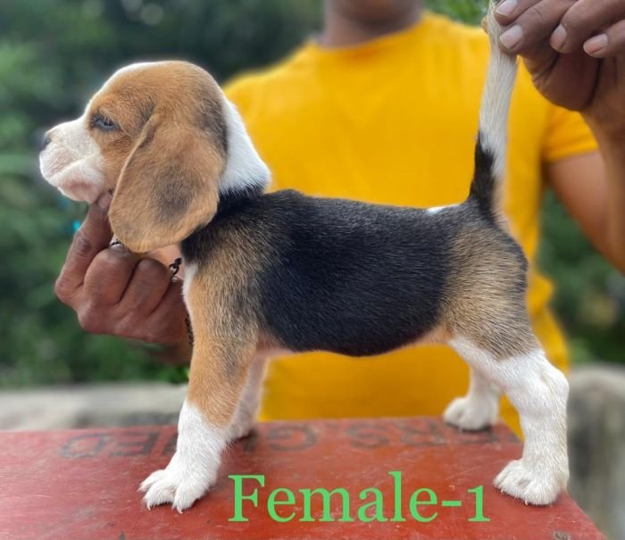 DogsIndia.com Beagle Umapathy