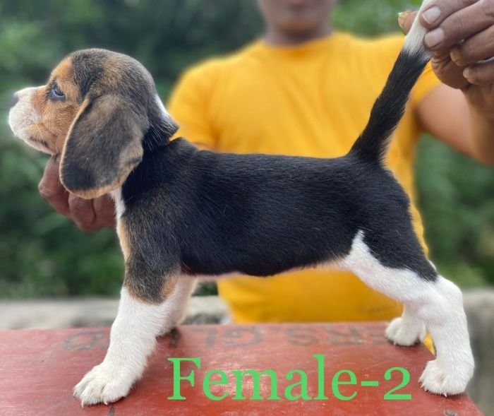 DogsIndia.com Beagle Umapathy
