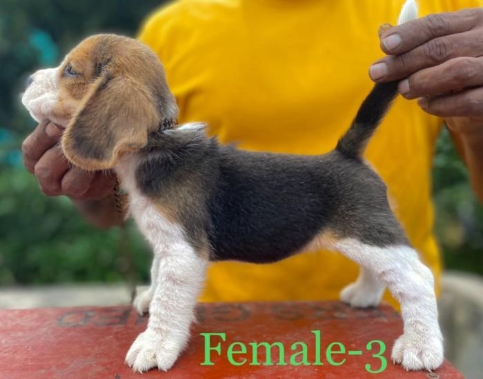 DogsIndia.com Beagle Umapathy
