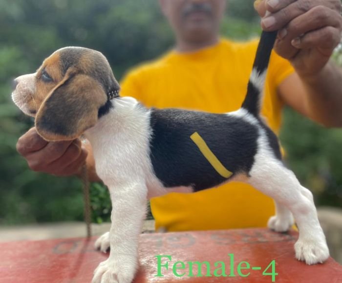 DogsIndia.com Beagle Umapathy