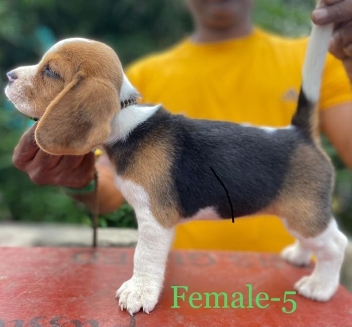 DogsIndia.com Beagle Umapathy