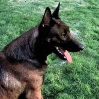DogsIndia.com - Belgian Malinois - Dr. Ahlad