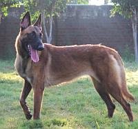DogsIndia.com - Belgian Malinois - Akshay Dagar