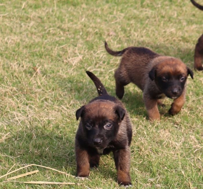 DogsIndia.com - Belgian Malinois - Akshay Dagar