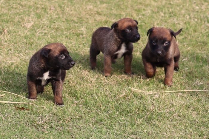 DogsIndia.com - Belgian Malinois - Akshay Dagar