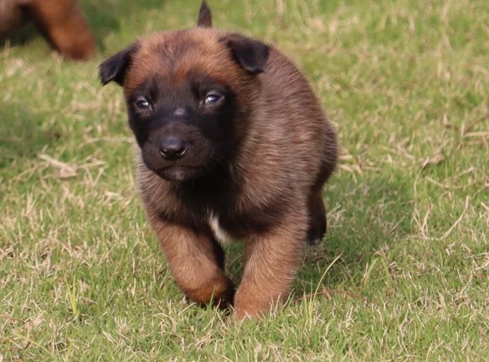 DogsIndia.com - Belgian Malinois - Akshay Dagar