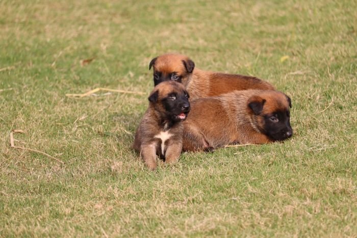 DogsIndia.com - Belgian Malinois - Akshay Dagar