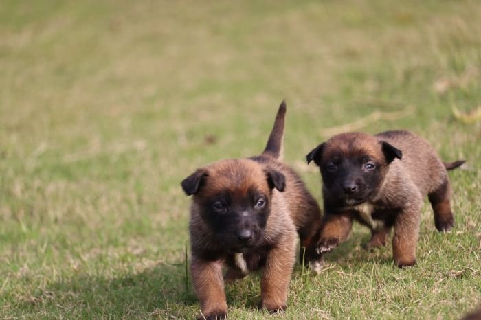 DogsIndia.com - Belgian Malinois - Akshay Dagar