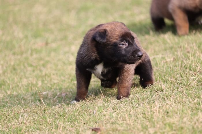 DogsIndia.com - Belgian Malinois - Akshay Dagar