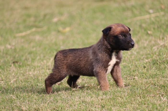 DogsIndia.com - Belgian Malinois - Akshay Dagar