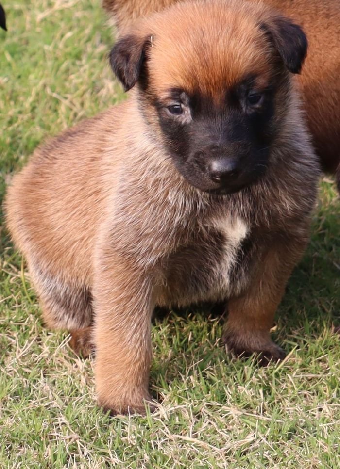 DogsIndia.com - Belgian Malinois - Akshay Dagar