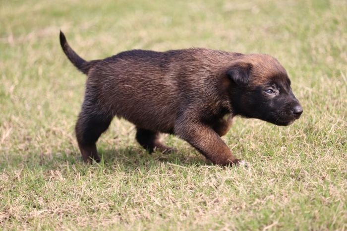 DogsIndia.com - Belgian Malinois - Akshay Dagar