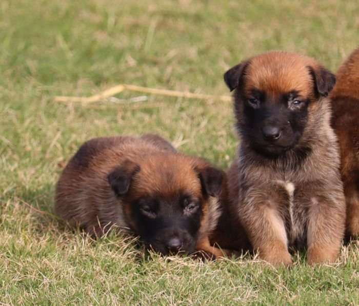 DogsIndia.com - Belgian Malinois - Akshay Dagar