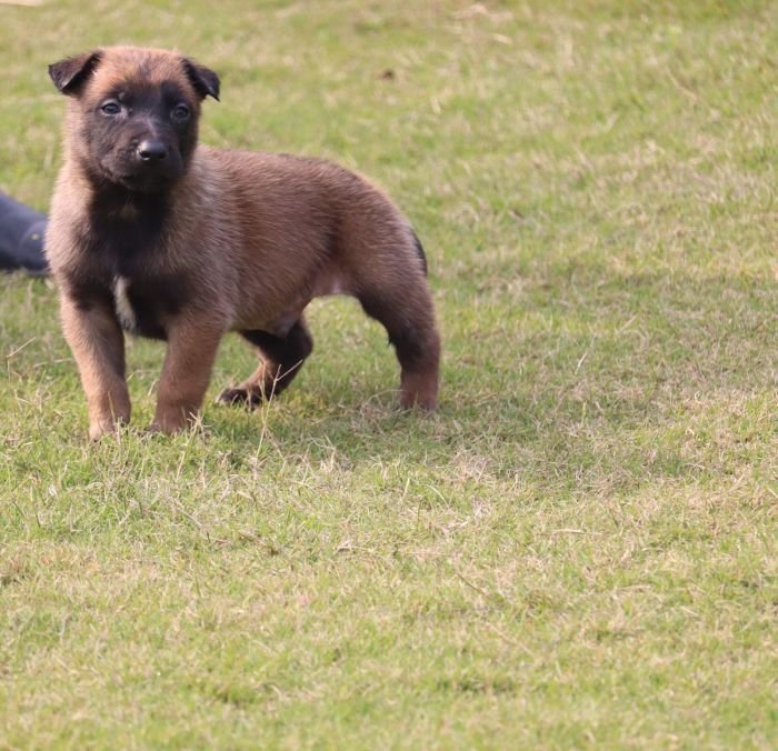 DogsIndia.com - Belgian Malinois - Akshay Dagar