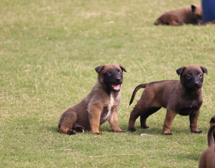 DogsIndia.com - Belgian Malinois - Akshay Dagar