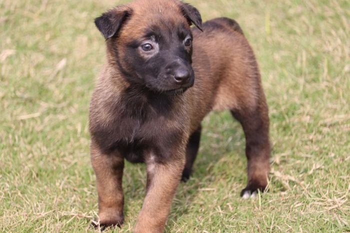 DogsIndia.com - Belgian Malinois - Akshay Dagar