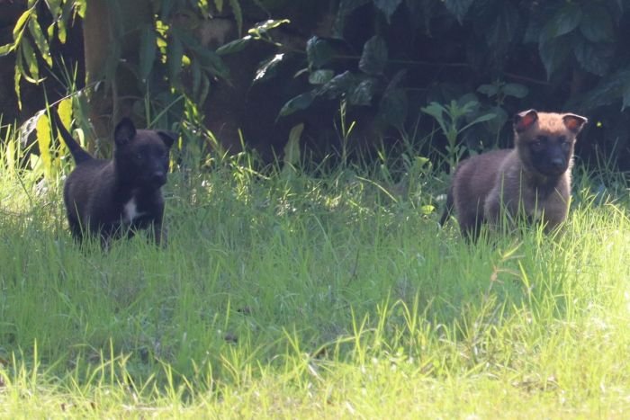 DogsIndia.com - Belgian Malinois - Akshay Dagar