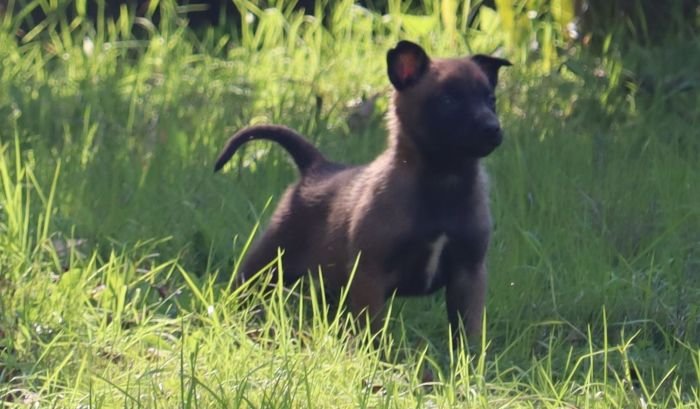 DogsIndia.com - Belgian Malinois - Akshay Dagar