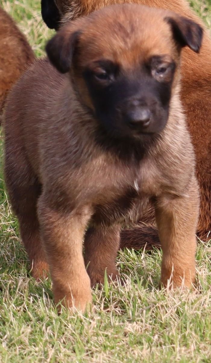 DogsIndia.com - Belgian Malinois - Akshay Dagar