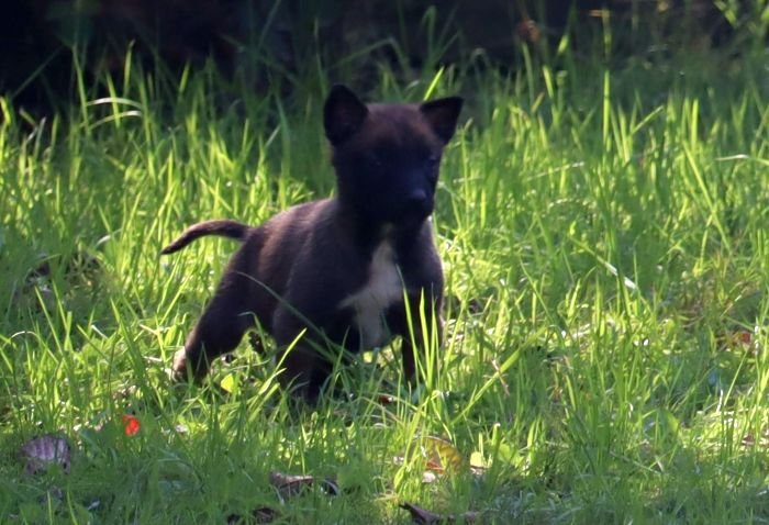 DogsIndia.com - Belgian Malinois - Akshay Dagar
