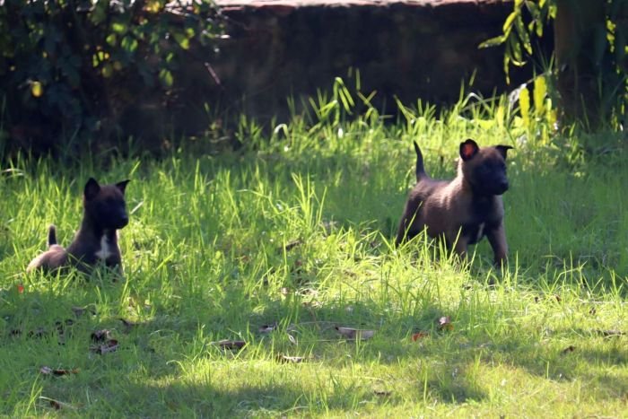 DogsIndia.com - Belgian Malinois - Akshay Dagar