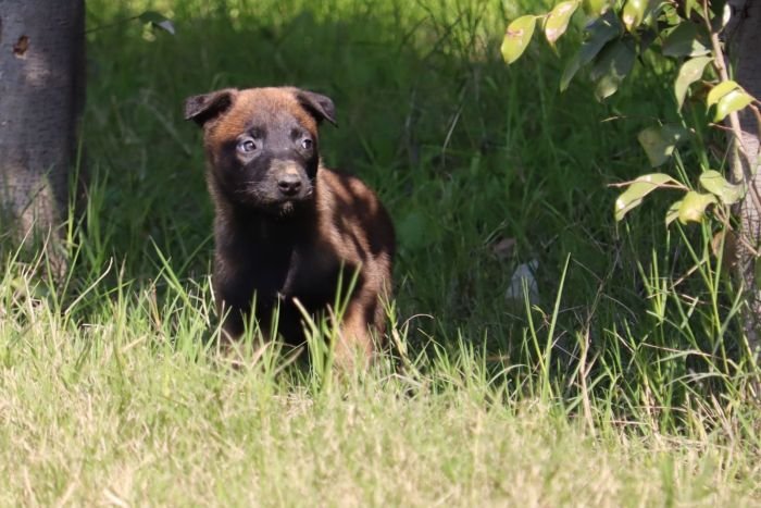 DogsIndia.com - Belgian Malinois - Akshay Dagar