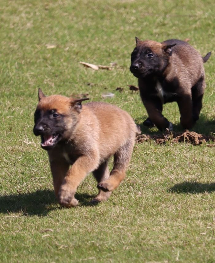 DogsIndia.com - Belgian Malinois - Akshay Dagar
