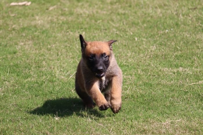 DogsIndia.com - Belgian Malinois - Akshay Dagar