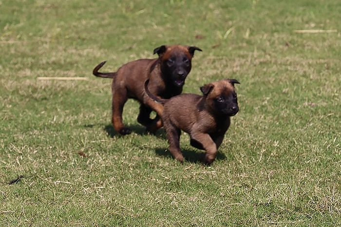 DogsIndia.com - Belgian Malinois - Akshay Dagar
