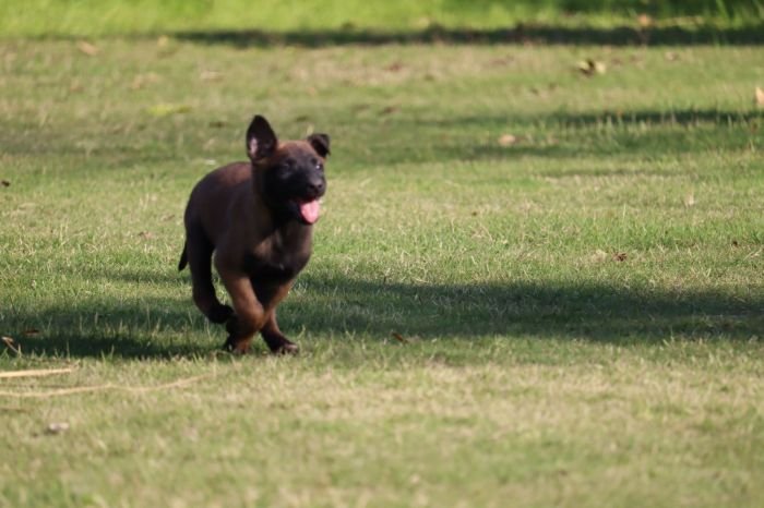 DogsIndia.com - Belgian Malinois - Akshay Dagar
