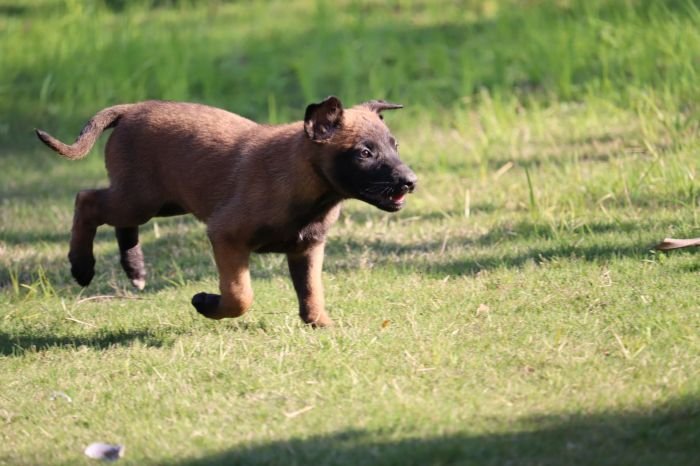 DogsIndia.com - Belgian Malinois - Akshay Dagar