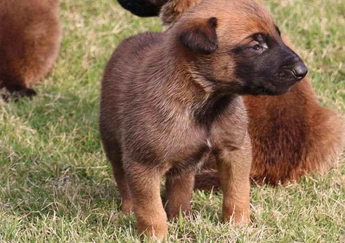 DogsIndia.com - Belgian Malinois - Akshay Dagar