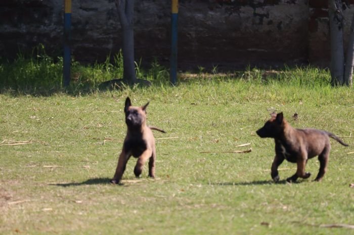DogsIndia.com - Belgian Malinois - Akshay Dagar