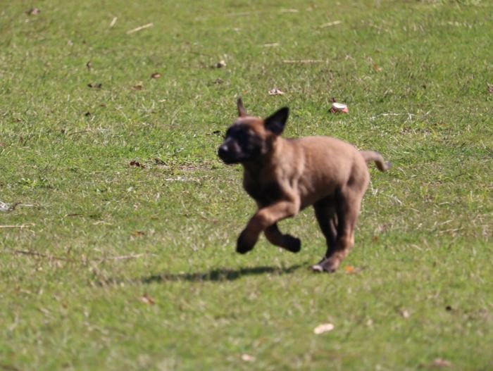 DogsIndia.com - Belgian Malinois - Akshay Dagar