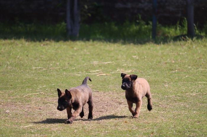 DogsIndia.com - Belgian Malinois - Akshay Dagar