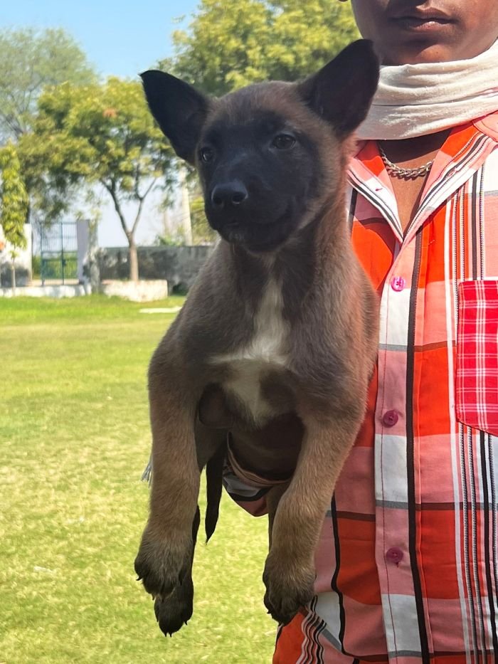 DogsIndia.com - Belgian Malinois - Akshay Dagar