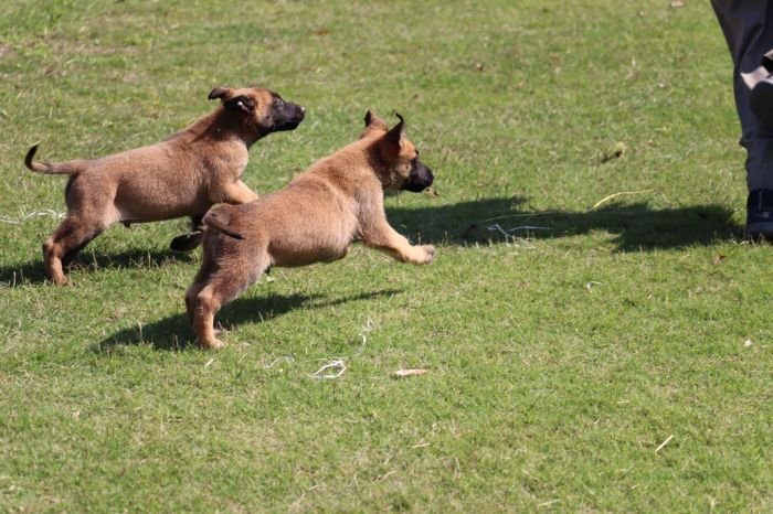 DogsIndia.com - Belgian Malinois - Akshay Dagar