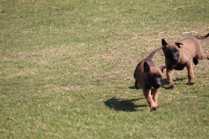 DogsIndia.com - Belgian Malinois - Akshay Dagar