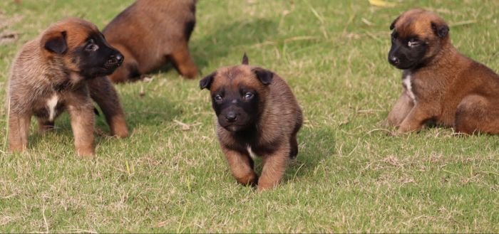 DogsIndia.com - Belgian Malinois - Akshay Dagar