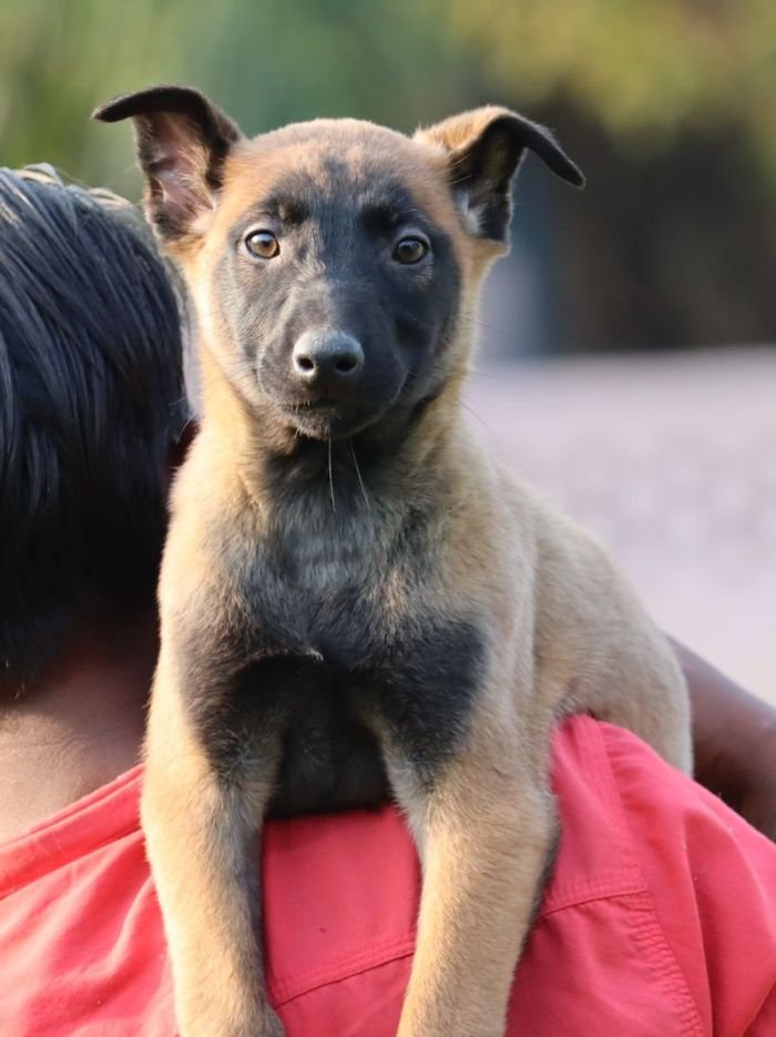 DogsIndia.com - Belgian Malinois - Akshay Dagar