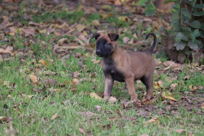 DogsIndia.com - Belgian Malinois - Akshay Dagar