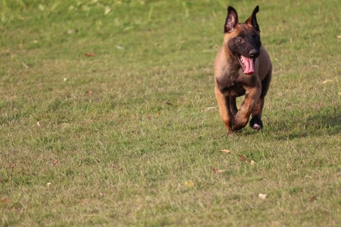 DogsIndia.com - Belgian Malinois - Akshay Dagar