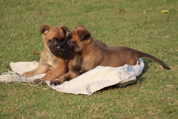 DogsIndia.com - Belgian Malinois - Akshay Dagar
