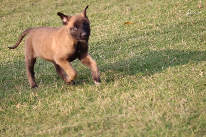 DogsIndia.com - Belgian Malinois - Akshay Dagar
