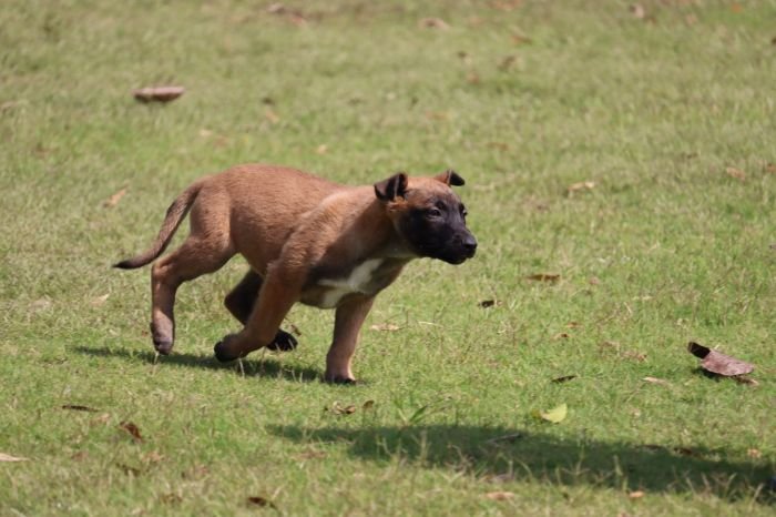 DogsIndia.com - Belgian Malinois - Akshay Dagar