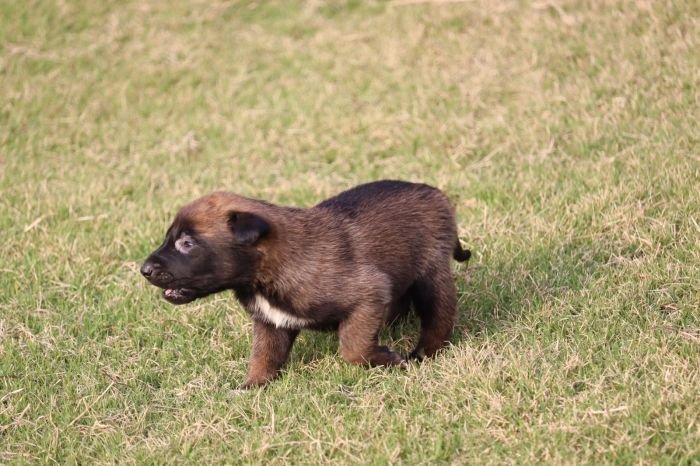 DogsIndia.com - Belgian Malinois - Akshay Dagar