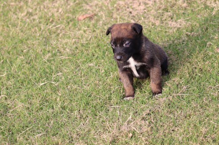 DogsIndia.com - Belgian Malinois - Akshay Dagar
