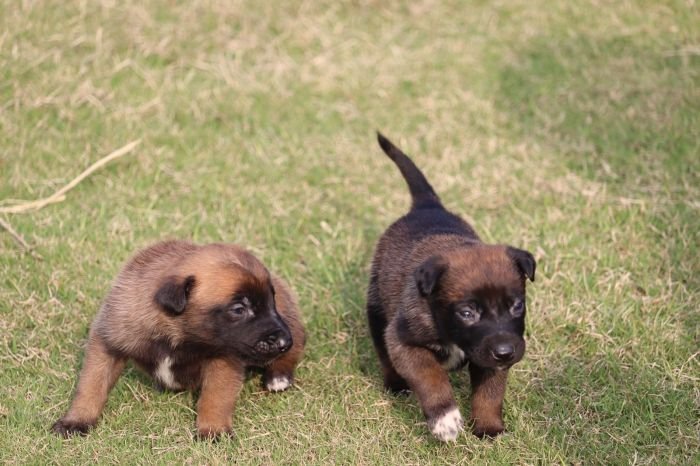 DogsIndia.com - Belgian Malinois - Akshay Dagar