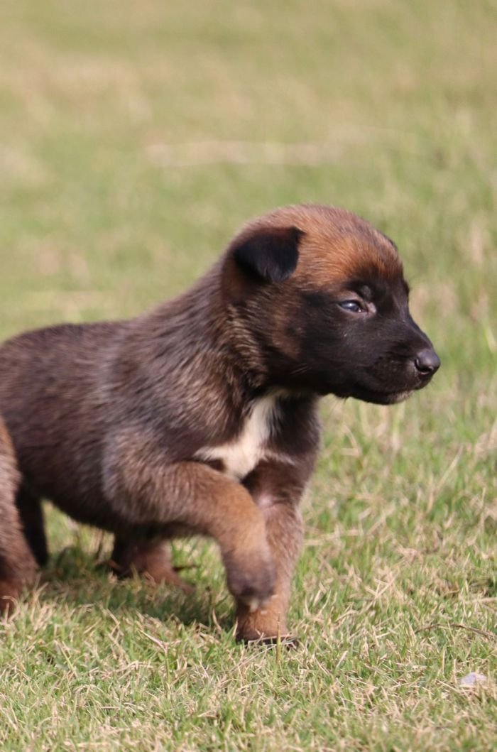DogsIndia.com - Belgian Malinois - Akshay Dagar