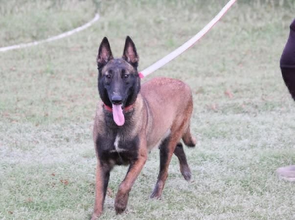 DogsIndia.com - Belgian Malinois - Akshay Dagar